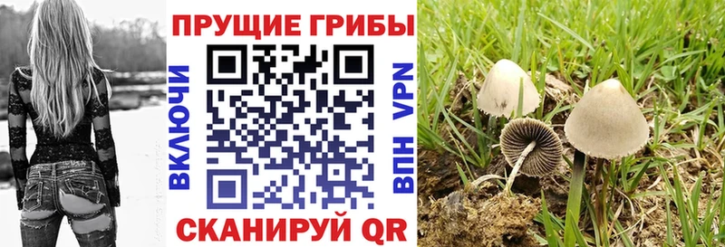 Галлюциногенные грибы Psilocybe  блэк спрут ссылки  Никольск 